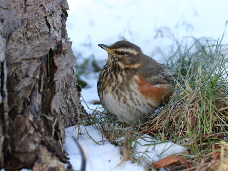 Vogels